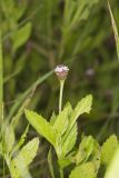 Lanceleaf Fogfruit, Phyla lanceolata