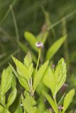 Lanceleaf Fogfruit, Phyla lanceolata