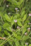 Lanceleaf Fogfruit, Phyla lanceolata
