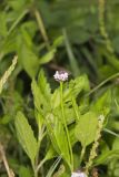 Lanceleaf Fogfruit, Phyla lanceolata