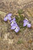 Bird's Foot Violet, Viola pedata