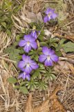 Bird's Foot Violet, Viola pedata