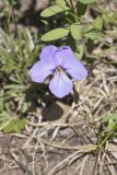 Bird's Foot Violet, Viola pedata