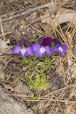 Bird's Foot Violet, Viola pedata