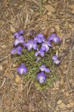 Bird's Foot Violet, Viola pedata