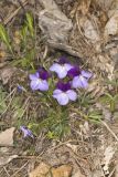 Bird's Foot Violet, Viola pedata