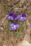 Bird's Foot Violet, Viola pedata