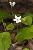 Sweet White Violet, Viola blanda