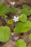 Sweet White Violet, Viola blanda