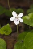 Sweet White Violet, Viola blanda