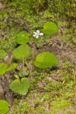 Sweet White Violet, Viola blanda