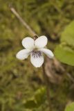 Sweet White Violet, Viola blanda
