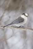 Canada Jay, erisoreus canadensis