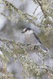 Canada Jay, erisoreus canadensis