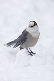 Canada Jay, erisoreus canadensis