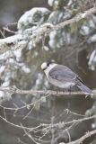 Canada Jay, erisoreus canadensis