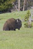 American Bison, Bison bison