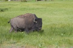 American Bison, Bison bison