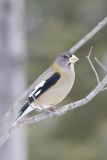 Evening Grosbeak, Coccothraustes vespertinus