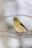 Evening Grosbeak, Coccothraustes vespertinus