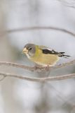 Evening Grosbeak, Coccothraustes vespertinus