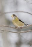 Evening Grosbeak, Coccothraustes vespertinus