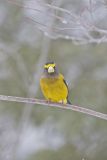 Evening Grosbeak, Coccothraustes vespertinus