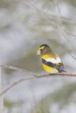 Evening Grosbeak, Coccothraustes vespertinus