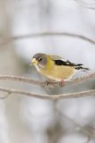 Evening Grosbeak, Coccothraustes vespertinus