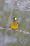 Evening Grosbeak, Coccothraustes vespertinus