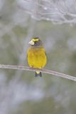 Evening Grosbeak, Coccothraustes vespertinus