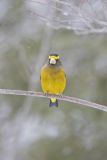 Evening Grosbeak, Coccothraustes vespertinus
