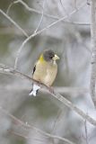 Evening Grosbeak, Coccothraustes vespertinus