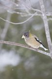 Evening Grosbeak, Coccothraustes vespertinus