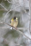 Evening Grosbeak, Coccothraustes vespertinus