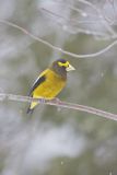 Evening Grosbeak, Coccothraustes vespertinus