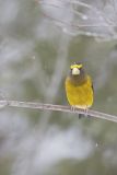 Evening Grosbeak, Coccothraustes vespertinus