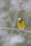 Evening Grosbeak, Coccothraustes vespertinus