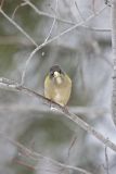 Evening Grosbeak, Coccothraustes vespertinus