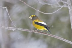 Evening Grosbeak, Coccothraustes vespertinus