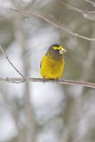 Evening Grosbeak, Coccothraustes vespertinus
