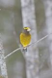 Evening Grosbeak, Coccothraustes vespertinus