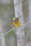 Evening Grosbeak, Coccothraustes vespertinus