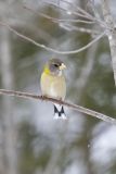 Evening Grosbeak, Coccothraustes vespertinus