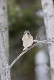 Evening Grosbeak, Coccothraustes vespertinus