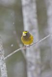Evening Grosbeak, Coccothraustes vespertinus