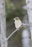 Evening Grosbeak, Coccothraustes vespertinus