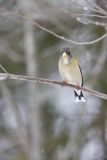 Evening Grosbeak, Coccothraustes vespertinus