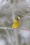 Evening Grosbeak, Coccothraustes vespertinus