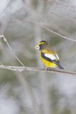 Evening Grosbeak, Coccothraustes vespertinus